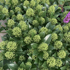 Japanese Lilac - Skimmia japonica 'Godrie's Dwarf' fragrant flowers