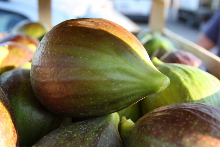 Ficus carica ‘Domenico Tauro’