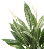 Spathiphyllum 'Silver Cupido' - frunze variegate!