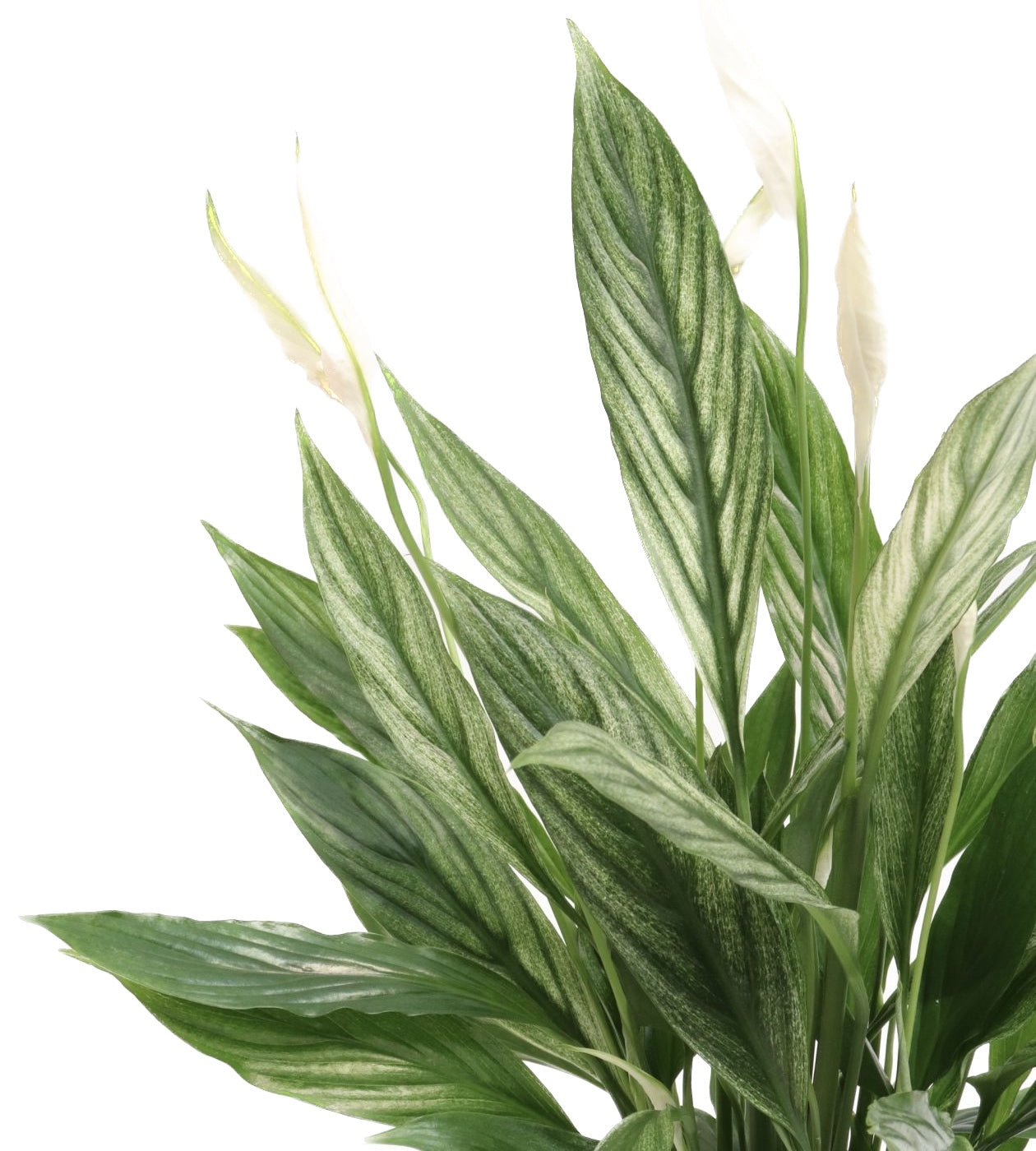 Spathiphyllum 'Silver Cupido' - frunze variegate!