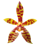 Phalaenopsis cornu-cervi (syn. Phal. lamelligera)