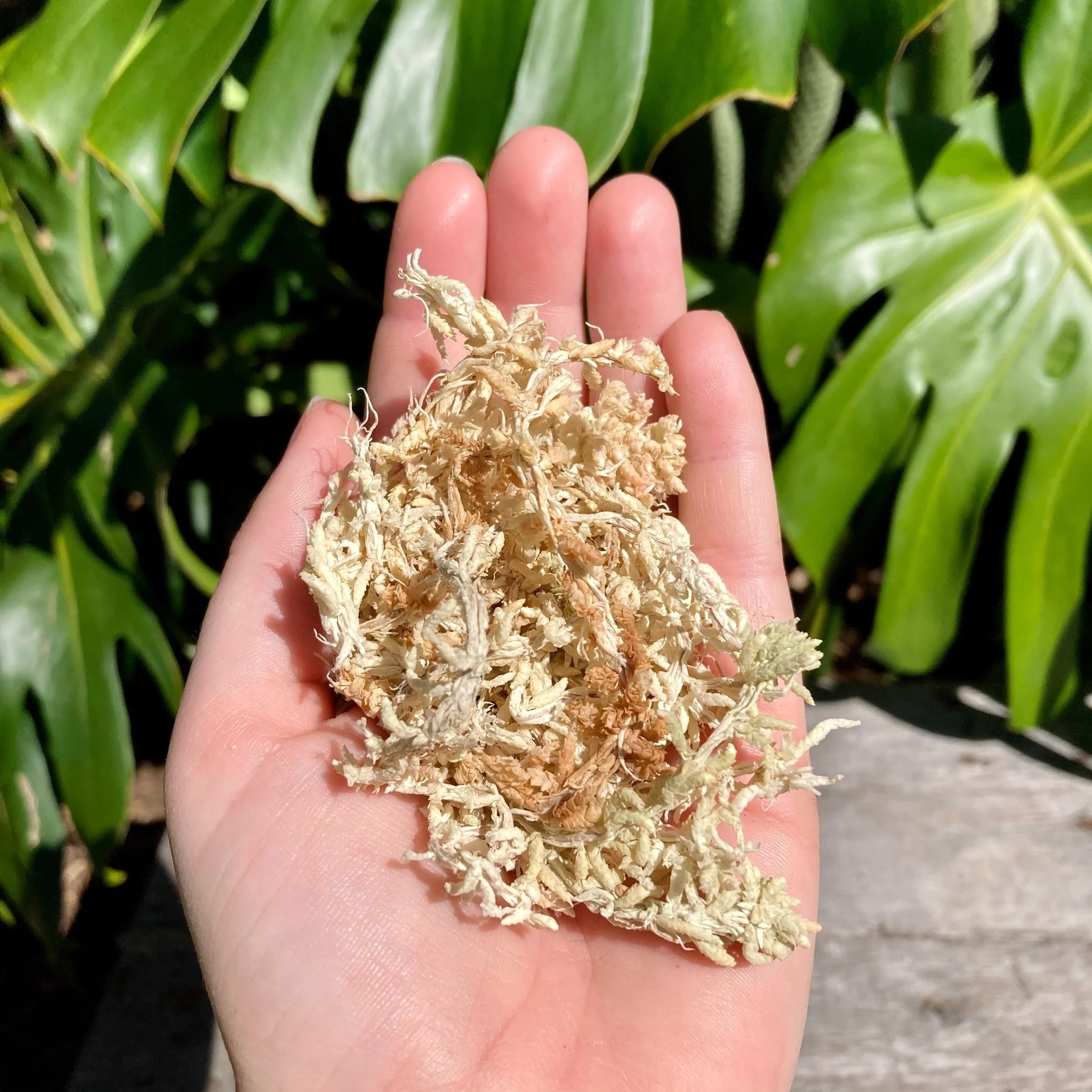 Muschi Sphagnum (Noua Zeelanda) uscat - SpagMoss Premier AAA 150g / 12L