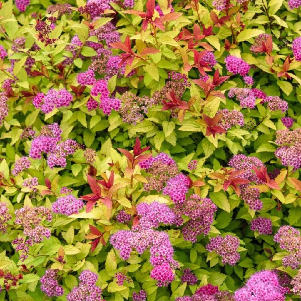 Spiraea japonica ‘Firelight’ – arbust compact cu frunzis in nuante de foc si flori roz intens