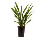 Cymbidium 'Thana' (riipuvainen)