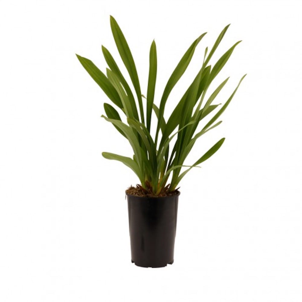 Cymbidium 'Thana' (pendente)