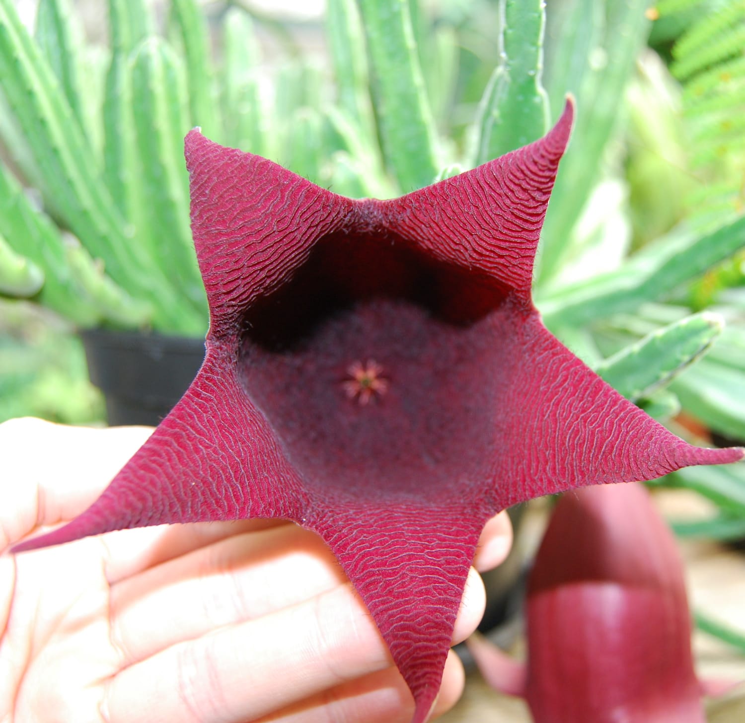 Stapelia leendertziae D8