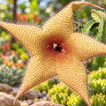 Stapelia gigantea - Stapelie mit riesiger Blüte / Seesternblume