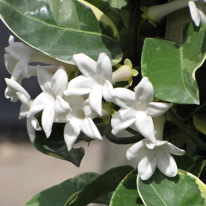 Stephanotis floribunda ‘Alpine’ (variegata)