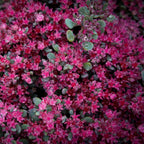 Sedum Spurium Spot on Deep Rose - suculenta taratoare cu flori roz intens