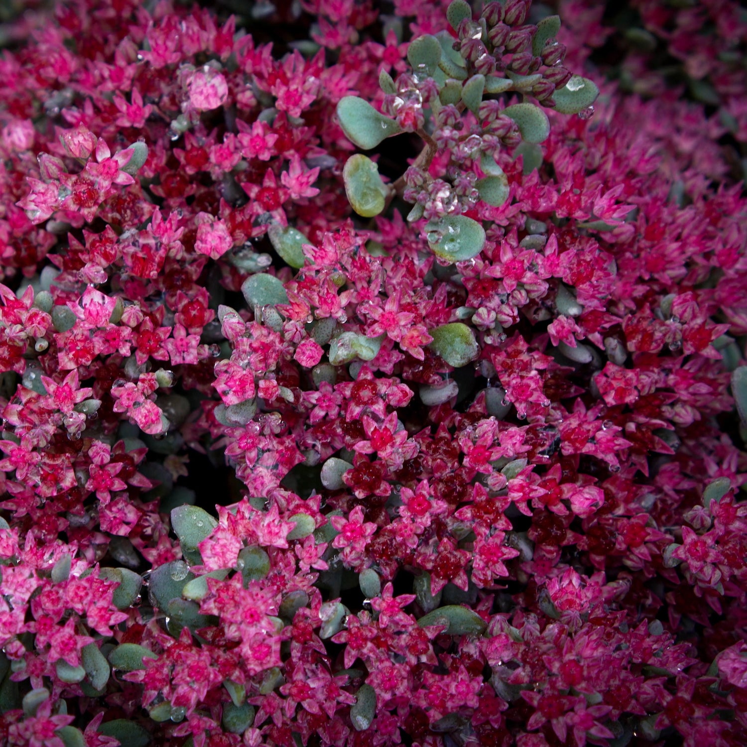 Sedum Spurium Spot on Deep Rose - suculenta taratoare cu flori roz intens