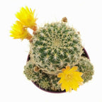 Sulcorebutia gemmae