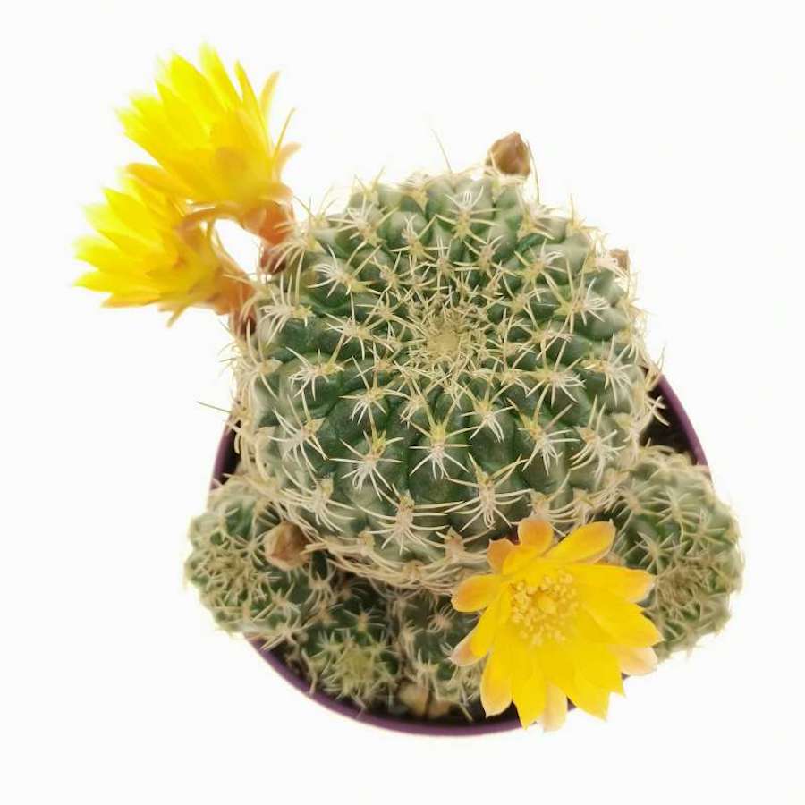 Sulcorebutia gemmae