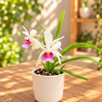 Holcostylis M S Sunlight x Holcoglossum Incantatio