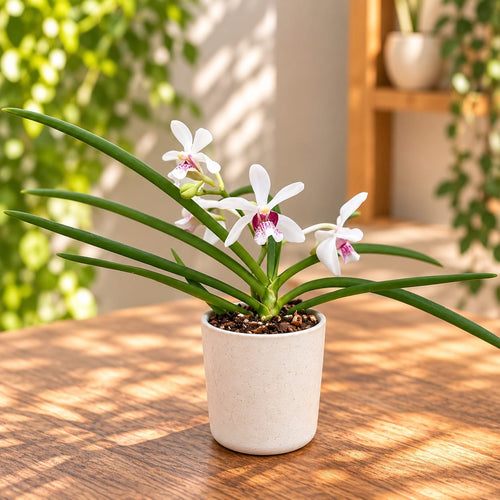 Holcostylis M S Sunlight x Holcoglossum Incantatio