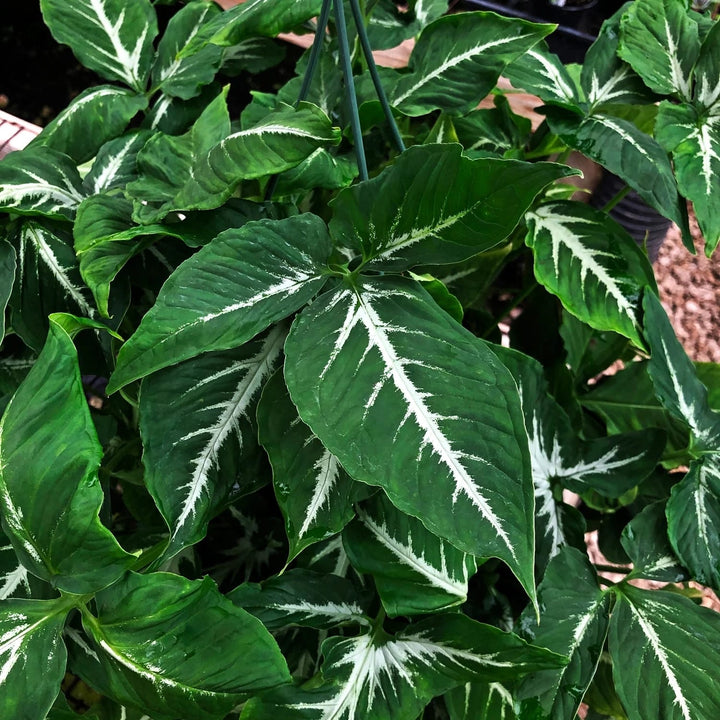 Syngonium wendlandii