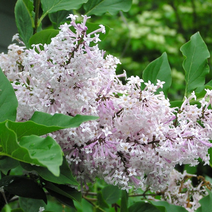 Syringa pubescens subsp. patula 'Miss Kim'