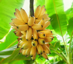Bananier super pitic - Musa acuminata 'Tropicana' (Super Dwarf Cavendish)