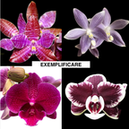 Phalaenopsis mix (Taiwan)