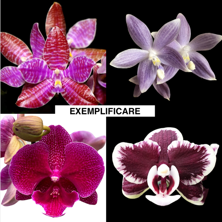 Phalaenopsis mix (Taiwan)