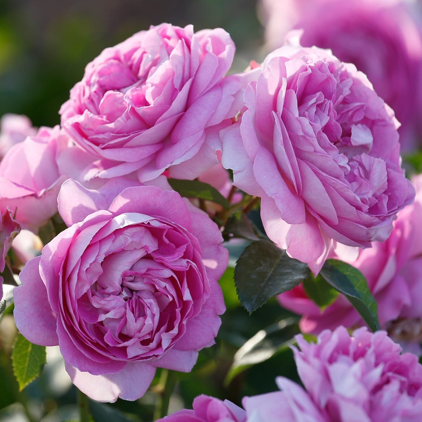 Rosa 'Lilac Topaz'® - floribunda, parfumat, flori duble