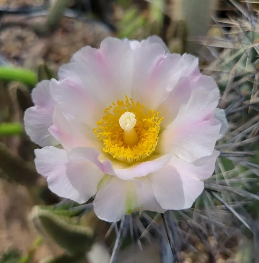 Tephrocactus alexanderi