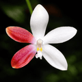 Phalaenopsis tetraspis 'C2'