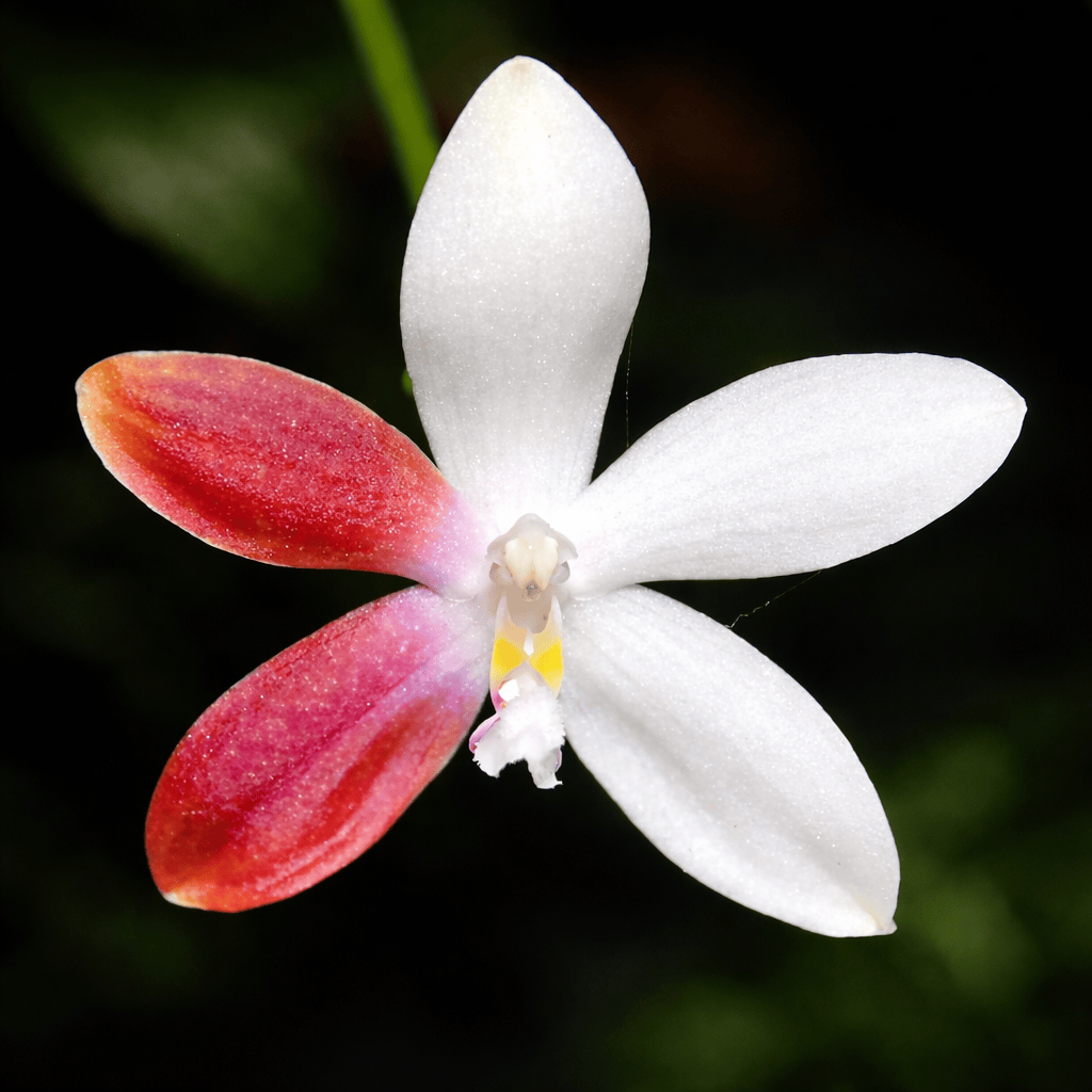 Phalaenopsis tetraspis 'C2'