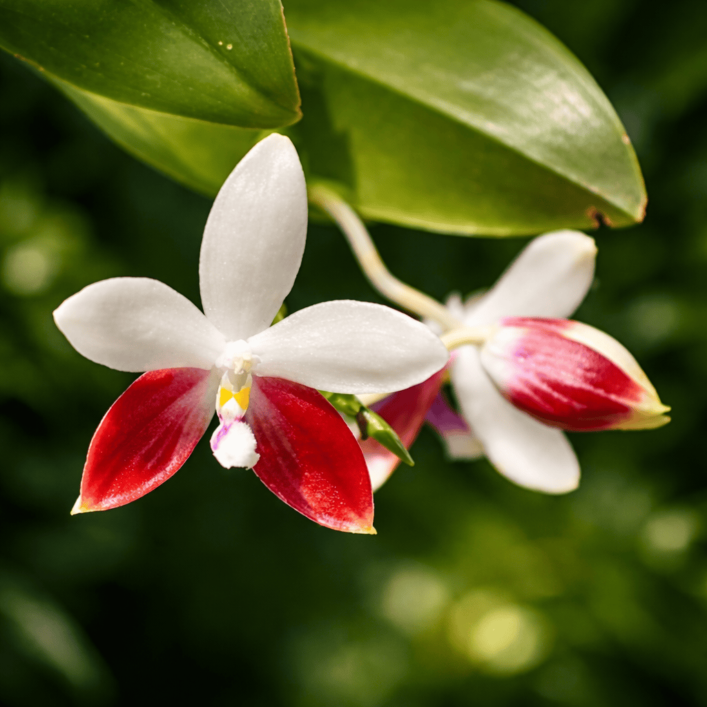 Phalaenopsis tetraspis 'C2'