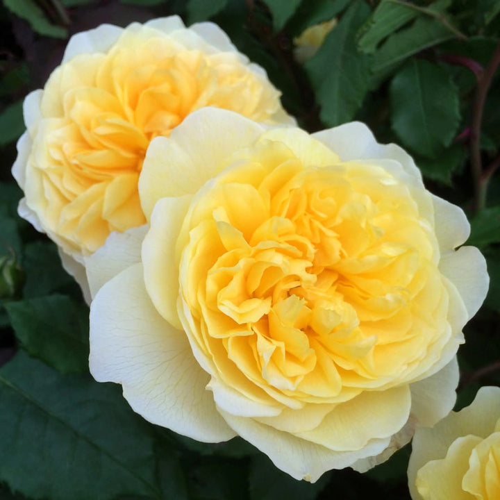 Rosa ‘The Poet's Wife’® - Trandafir englezesc, David Austin