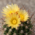 Thelocactus flavus – мексикански кактус със златисти бодли и жълти цветове
