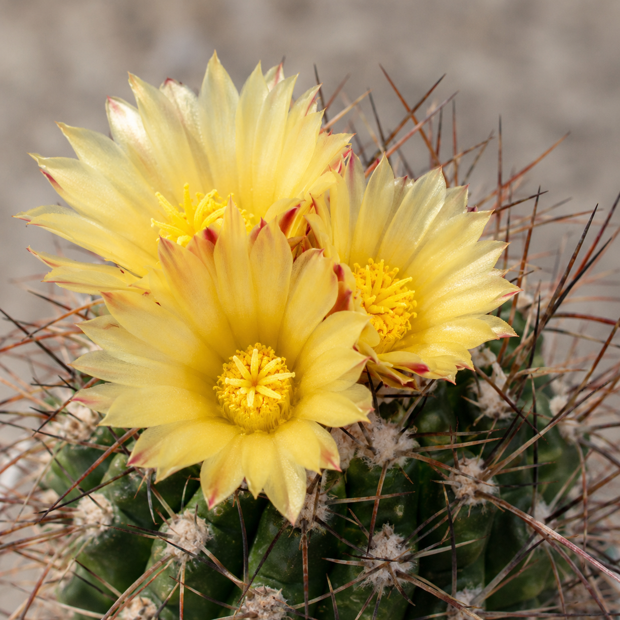 Thelocactus flavus – мексикански кактус със златисти бодли и жълти цветове