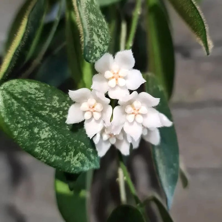 Hoya thomsonii