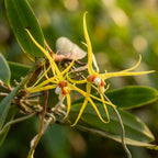 Thrixspermum centipeda