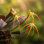 Thrixspermum centipeda