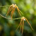 Thrixspermum centipeda
