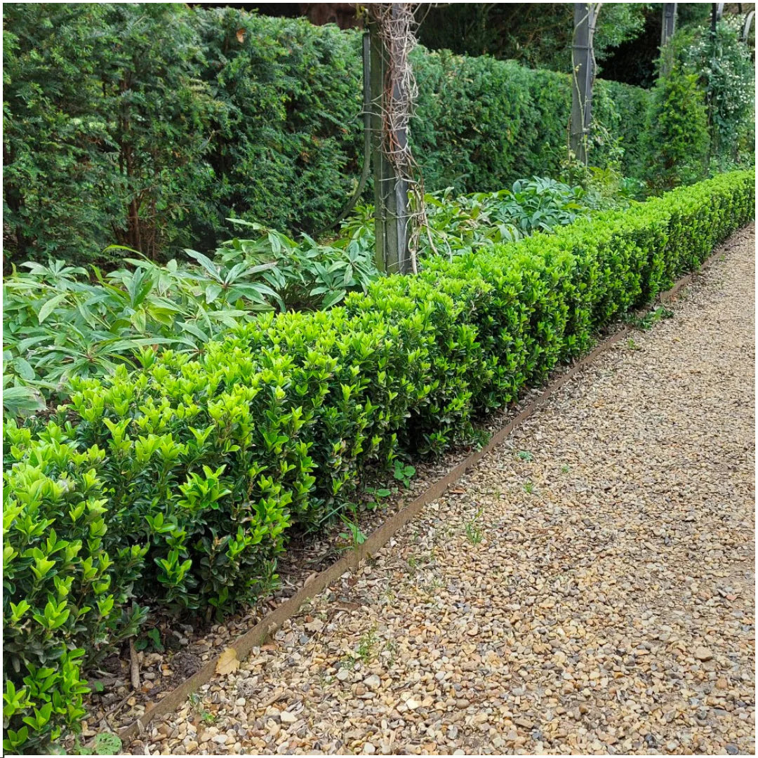 Euonymus ‘Green Spire’ – forma verticala compacta, perfecta pentru garduri vii
