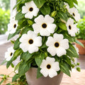 Thunbergia alata ‘White Halo’ (Suzana cu ochi negri)