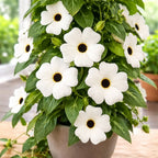 Thunbergia alata ‘White Halo’ (Suzana cu ochi negri)