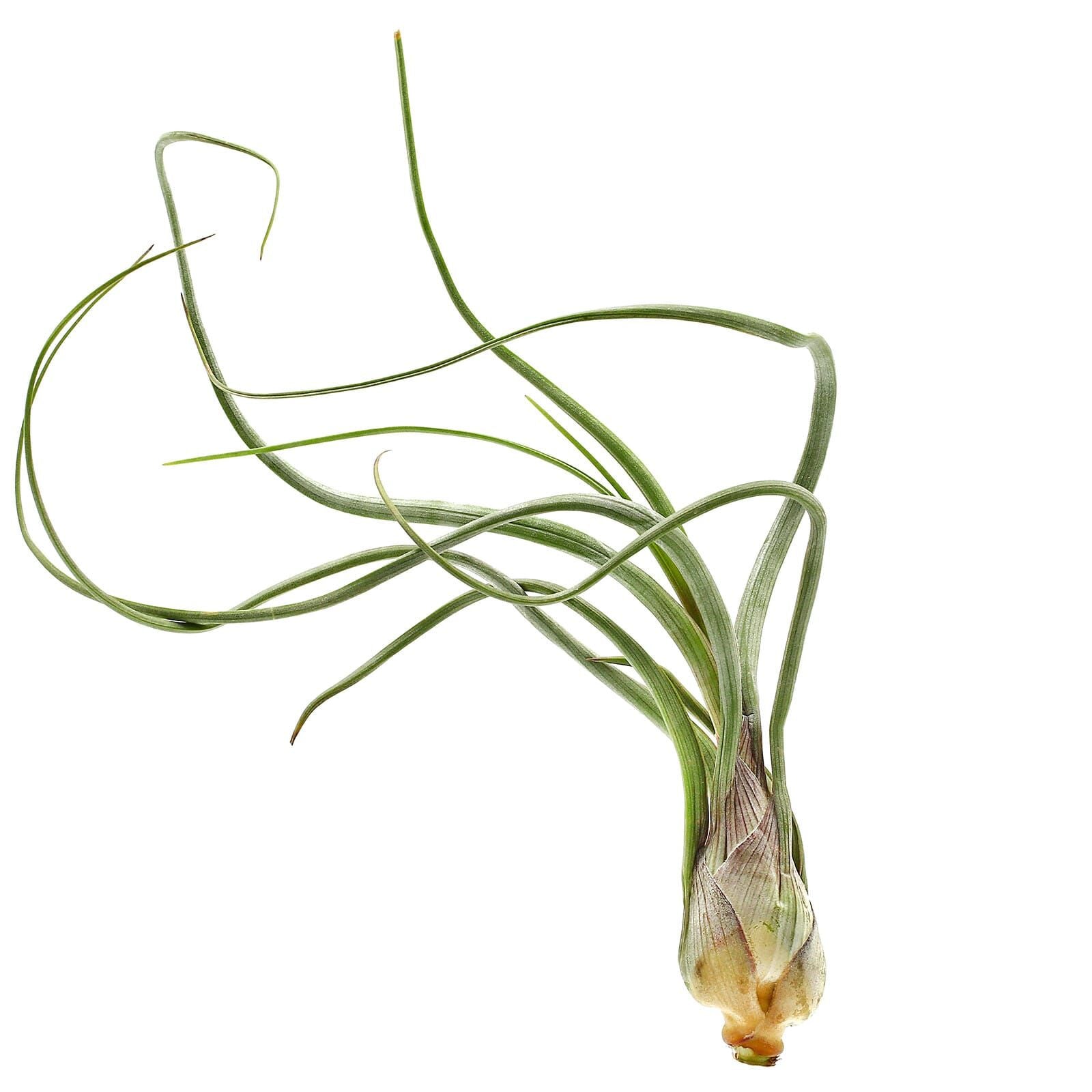 Tillandsia baileyi – planta de aer exotica, cu frunzis argintiu si forma eleganta