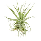Tillandsia gardineri – plantuta de aer cu aspect argintiu, eleganta si minimalista