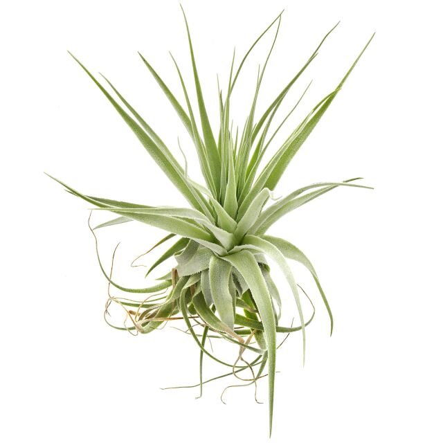Tillandsia gardineri – plantuta de aer cu aspect argintiu, eleganta si minimalista