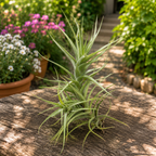 Tillandsia bergeri - luftväxt med blå blommor