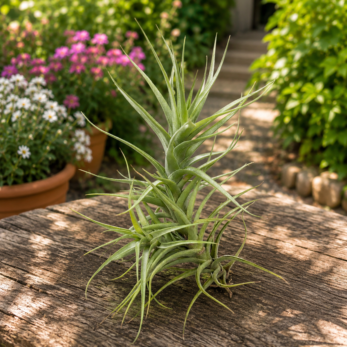 Tillandsia bergeri - luftväxt med blå blommor