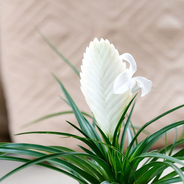 Tillandsia cyanea 'Biancini'