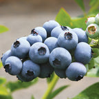 Afin cu fructe mari si dulci - Vaccinium corymbosum 'Toro'