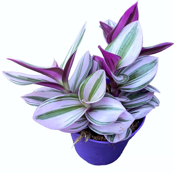 Tradescantia albiflora 'Nanouk' D7