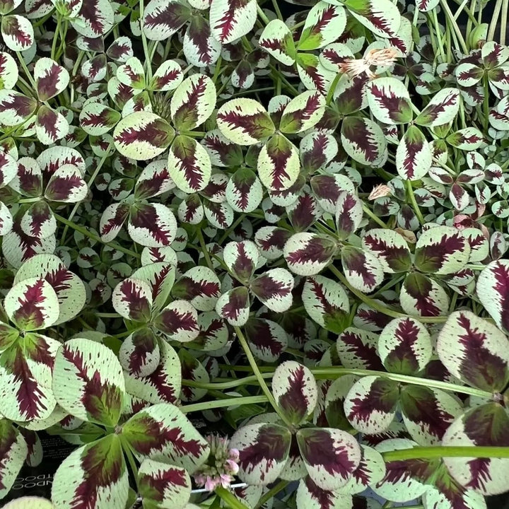 Trifolium repens 'Sweet Mike'