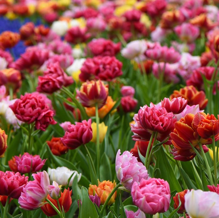 Bulbi de lalele cu floare dubla (mix in ghiveci) - Tulips 'Murillo Festival'