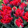 Bulbi de lalele cu floare dubla rosie  - Tulipa 'Red Princess'