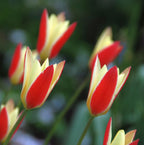 Bulbi de lalele cu flori bicolore in ghiveci (Tulipa Taco)